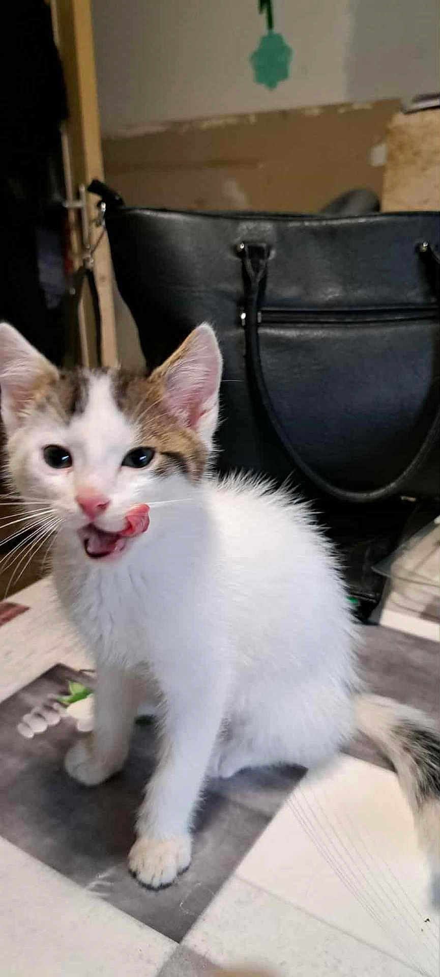 Mickey a rejoint le concours — aidez-le/la à gagner de superbes lots ! kitten, cat, white_fur, tabby_fur, tongue_out, playful, pet, indoor, black_handbag, floor, curious, young_cat, animal, whiskers, ears, sitting, close_up, feline, domestic_cat, household