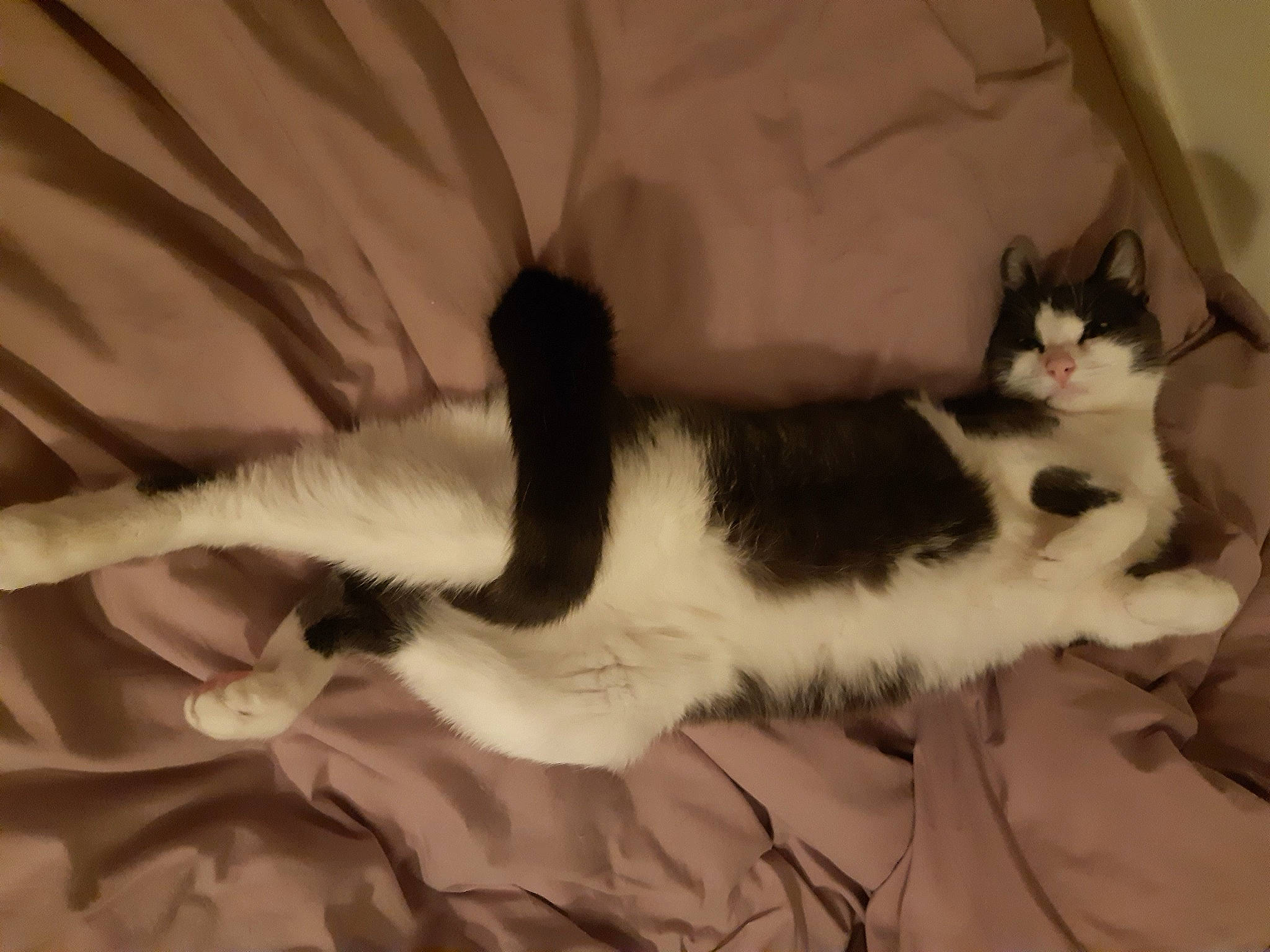 Grizouille participe au concours pour gagner de l'argent avec cette photo : aegean_cat, american_wirehair, carnivore, cat, domestic_short_haired_cat, felidae, fur, japanese_bobtail, kitten, nap, paw, polydactyl_cat, small_to_medium_sized_cats, snout, tail, whiskers