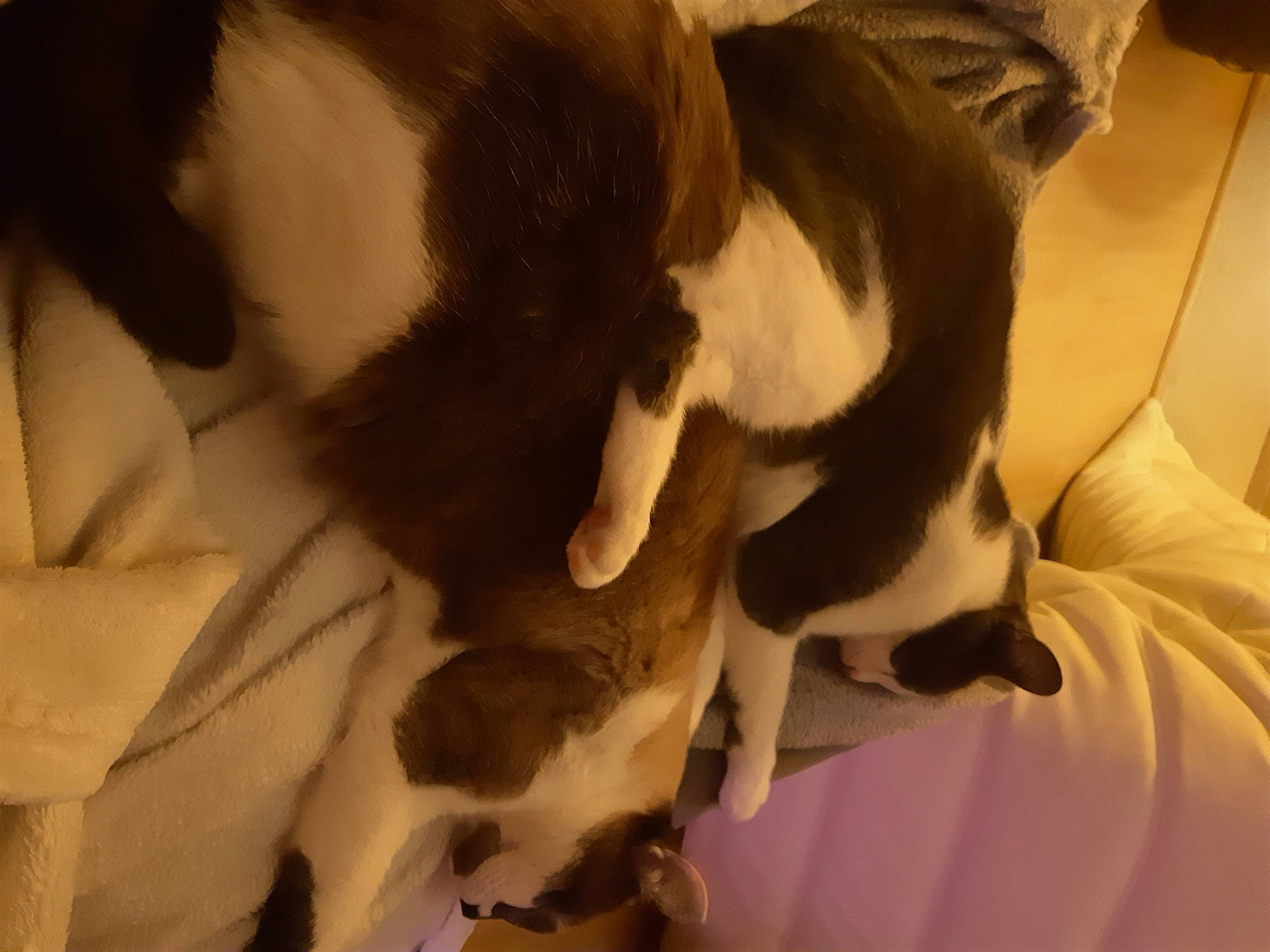 Grizouille a rejoint le concours — aidez-le/la à gagner de superbes lots ! canidae, carnivore, dog, dog_breed, fawn, fur, non_sporting_group, puppy, sporting_group, tail