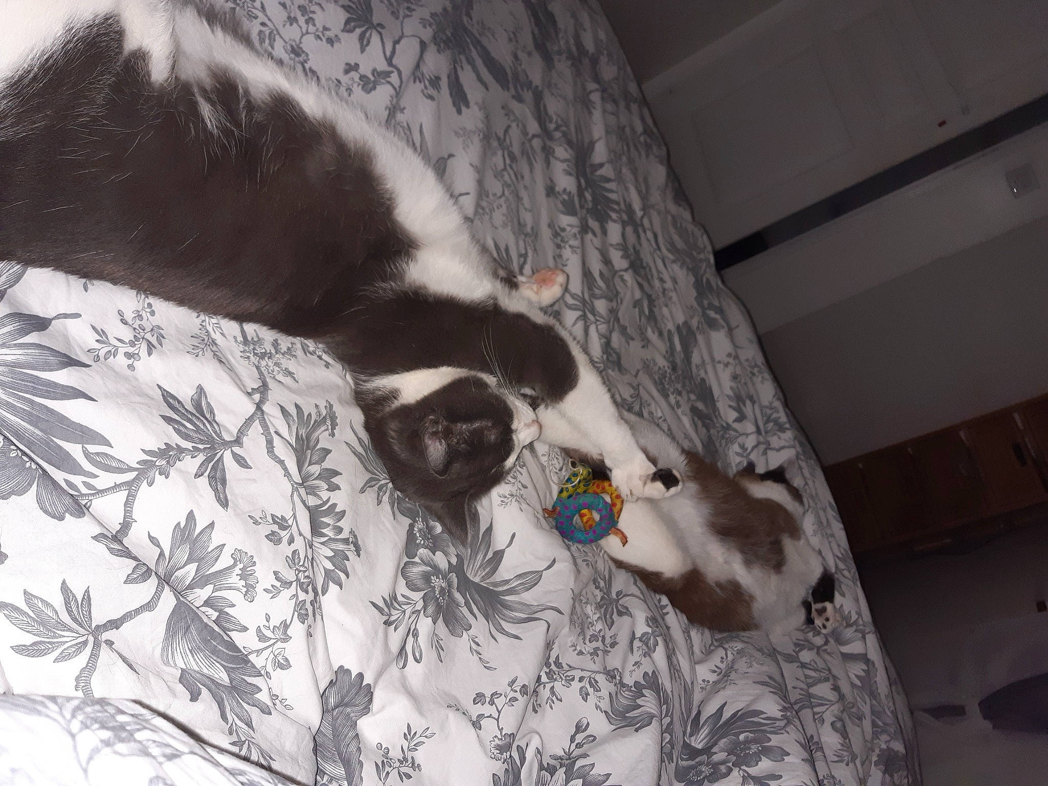 Grizouille a rejoint le concours — aidez-le/la à gagner de superbes lots ! canidae, carnivore, cat, felidae, small_to_medium_sized_cats, tail, whiskers