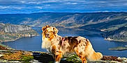 Nala a rejoint le concours — aidez-le/la à gagner de superbes lots ! dog, australian_shepherd, rock, cliff, lake, mountain, sky, cloud, shadow, moss, outdoor, nature, landscape, sunlight, fur, animal, scenic, wilderness, daylight, hiking