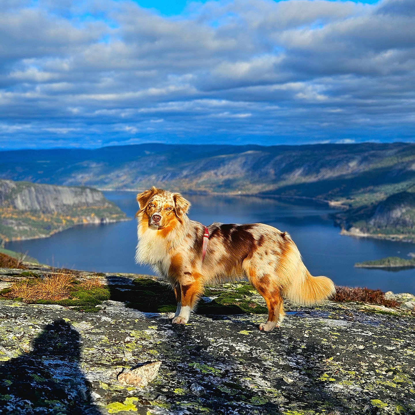 Nala a rejoint le concours — aidez-le/la à gagner de superbes lots ! animal, australian_shepherd, cliff, cloud, daylight, dog, fur, hiking, lake, landscape, moss, mountain, nature, outdoor, rock, scenic, shadow, sky, sunlight, wilderness