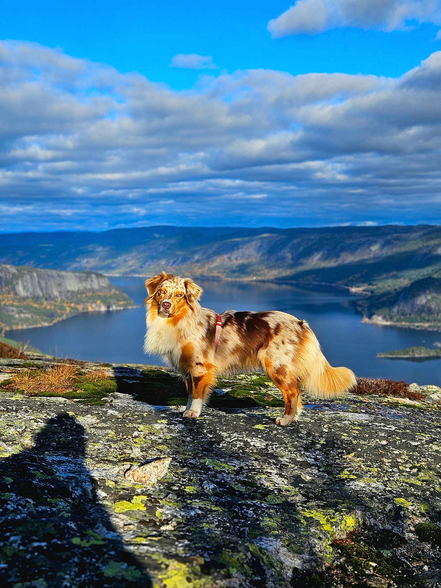 Nala a rejoint le concours — aidez-le/la à gagner de superbes lots ! dog, australian_shepherd, rock, cliff, lake, mountain, sky, cloud, shadow, moss, outdoor, nature, landscape, sunlight, fur, animal, scenic, wilderness, daylight, hiking