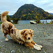 Nala participe au concours pour gagner de l'argent avec cette photo : dog, stretching, outdoor, nature, mountain, lake, gravel, fur, animal, playful, scenery, autumn, trees, landscape, pet, mammal, canine, daylight, wildlife, park