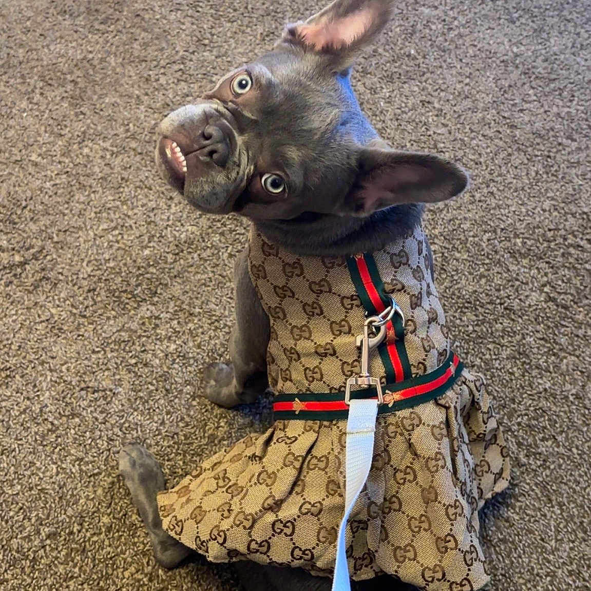 Gucciana is registered to the contest to win money with this photo: adorable, animal, carpet, clothing, collar, cute, dog, dress, ears, eyes, fashion, french_bulldog, gucci, indoor, leash, looking_back, pet, portrait, sitting, small_dog