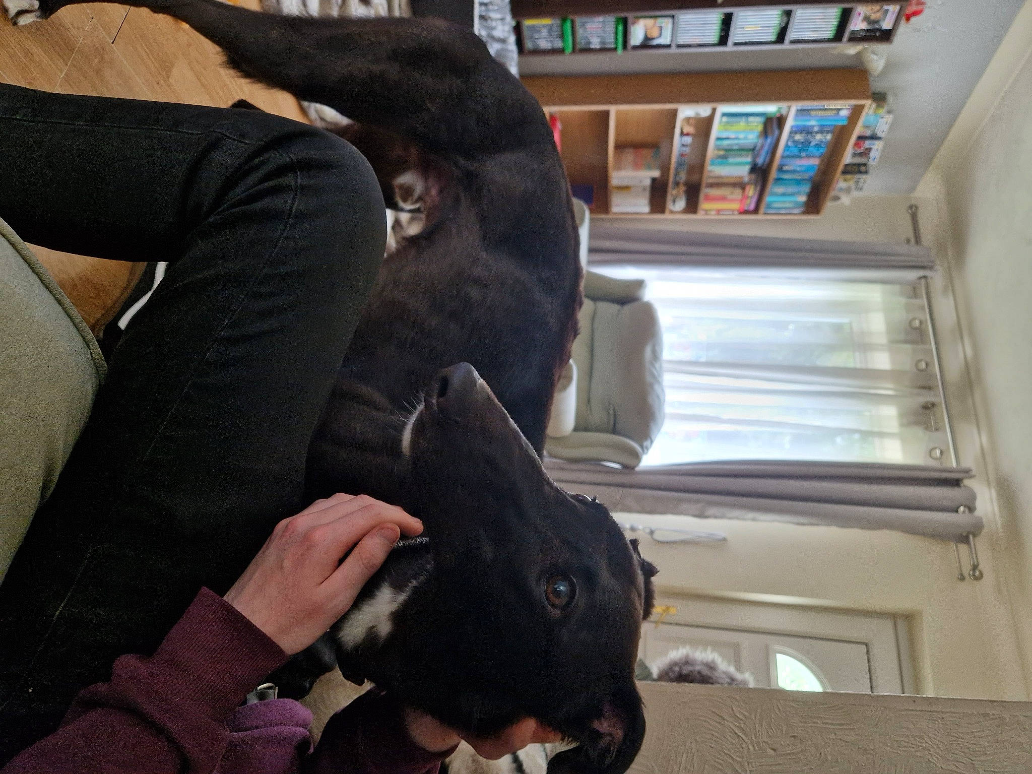 Frog is registered to the contest to win money with this photo: bookcase, canidae, carnivore, comfort, companion_dog, dog_breed, ear, fawn, felidae, fur, gesture, human_leg, knee, shelf, shelving, snout, sporting_group, tail, thigh, working_animal