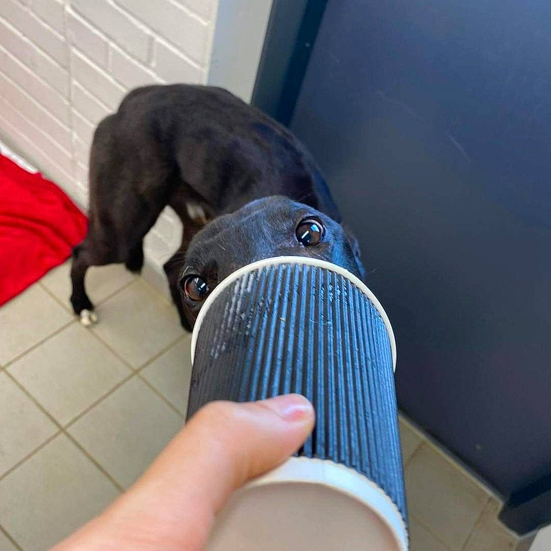 Frog is registered to the contest to win money with this photo: carnivore, collar, comfort, companion_dog, dog, dog_breed, dog_collar, electric_blue, fashion_accessory, fawn, foot, human_leg, knee, leash, personal_protective_equipment, pet_supply, strap, thigh, working_animal, wrist