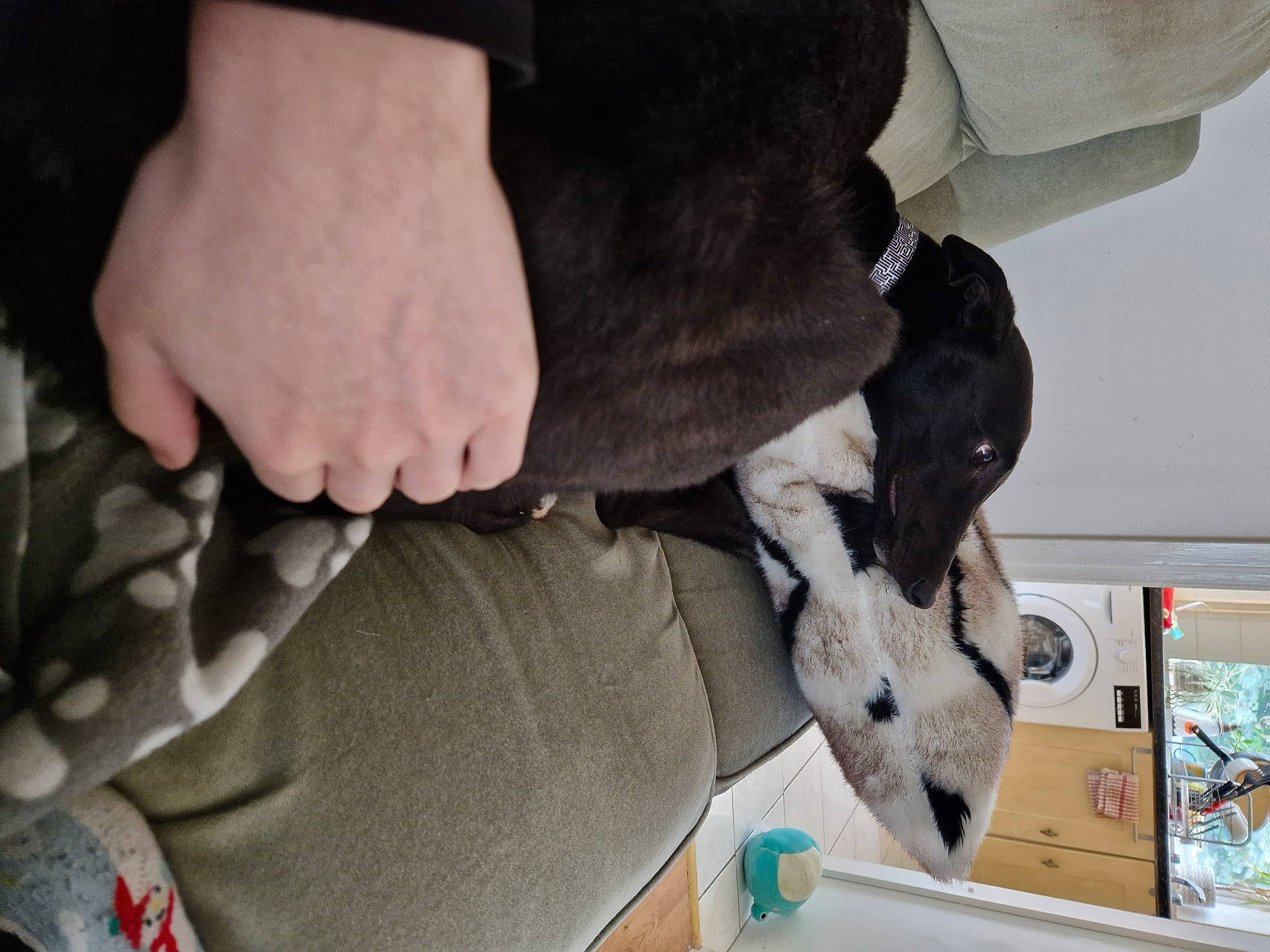 Frog is registered to the contest to win money with this photo: ankle, canidae, comfort, companion_dog, dog, elbow, flooring, foot, fur, gesture, human_leg, knee, nail, outdoor_shoe, sitting, sporting_group, wood, wrist