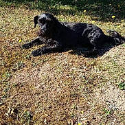Cesar participe au concours pour gagner de l'argent avec cette photo : dog, dog_breed, dog_breed_group, dog_like_mammal, fauna, grass, plant, tree