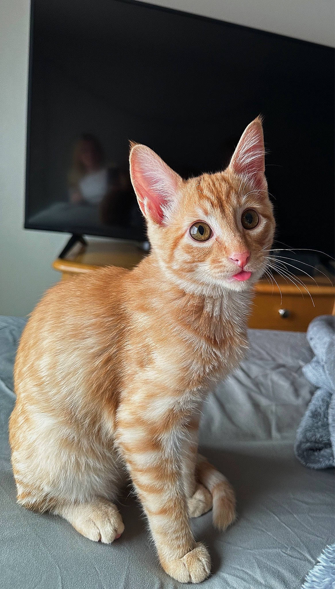 George is registered to the contest to win money with this photo: carnivore, cat, claw, domestic_short_haired_cat, fawn, felidae, foot, fur, paw, sitting, small_to_medium_sized_cats, snout, tail, television, terrestrial_animal, whiskers, window