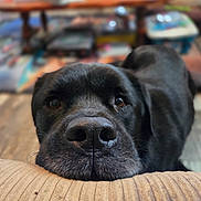 Andrew is registered to the contest to win money with this photo: dog, black_dog, close_up, indoor, pet, resting, nose, face, fur, cushion, blurred_background, wooden_floor, home, animal, mammal, companion, domestic, cute, friendly, canine