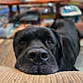 dog, black_dog, close_up, indoor, pet, resting, nose, face, fur, cushion, blurred_background, wooden_floor, home, animal, mammal, companion, domestic, cute, friendly, canine