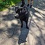 dog, black_dog, leash, person, shorts, sneakers, pavement, shadow, sunlight, trees, greenery, outdoor, walking, pet, canine, daylight, nature, park, animal, summer