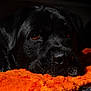 dog, black_dog, pet, animal, closeup, portrait, orange_blanket, fur, nose, eyes, lying_down, indoor, cozy, soft_lighting, texture, muzzle, canine, resting, expression, warm_colors