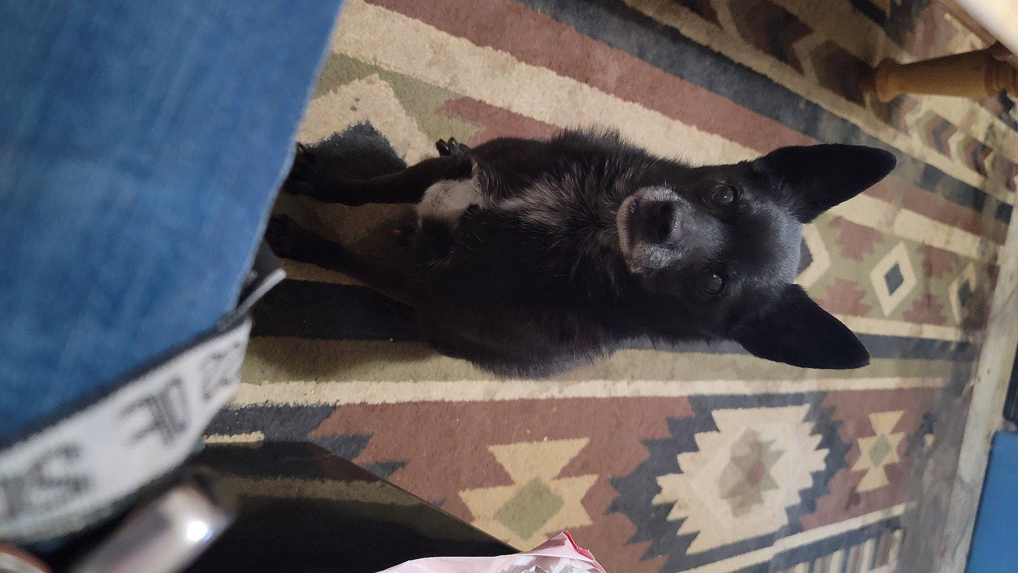 Stinker joined the competition — help win amazing prizes! black_cat, canidae, carmine, carnivore, cat, claw, comfort, dog_breed, domestic_short_haired_cat, felidae, flooring, fur, grey, jeans, small_to_medium_sized_cats, snout, sporting_group, tail, tints_and_shades, whiskers