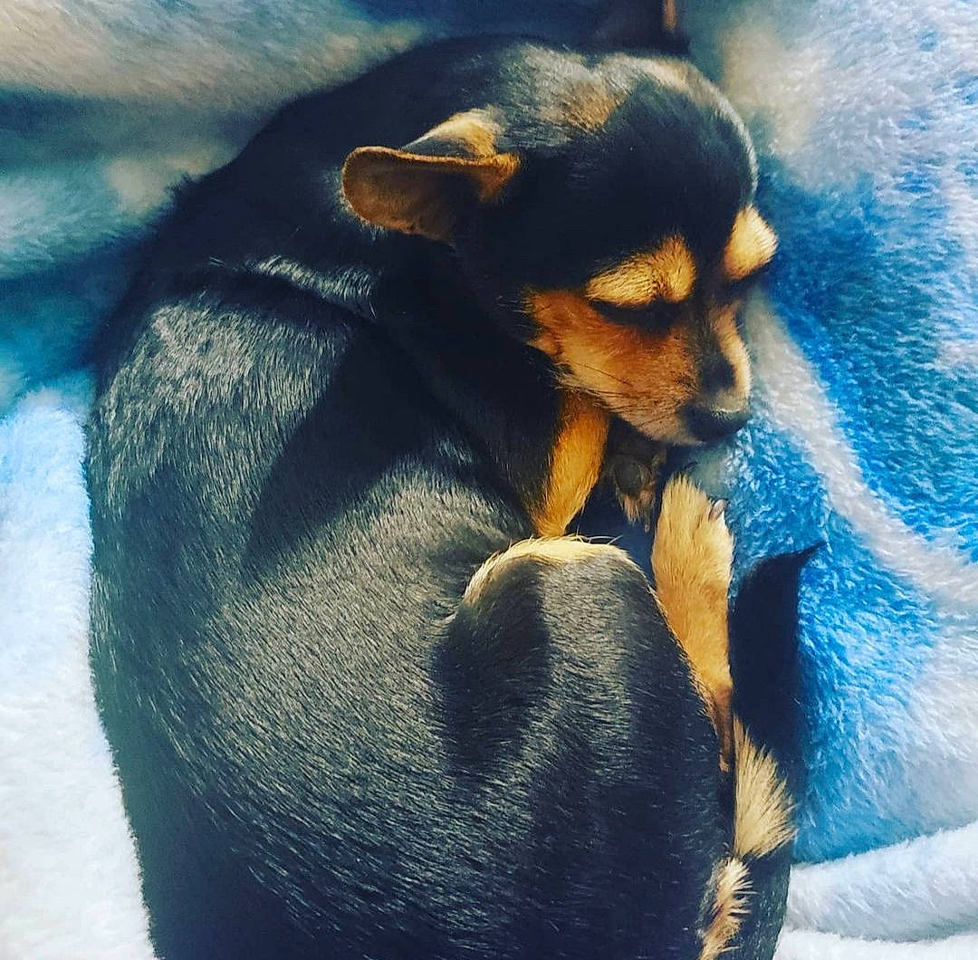 Babygirl joined the competition — help win amazing prizes! blue, canidae, carnivore, comfort, companion_dog, dog, dog_breed, electric_blue, fawn, fur, gesture, mammal, nap, paw, snout, sporting_group, terrestrial_animal, toy_dog, whiskers, working_animal