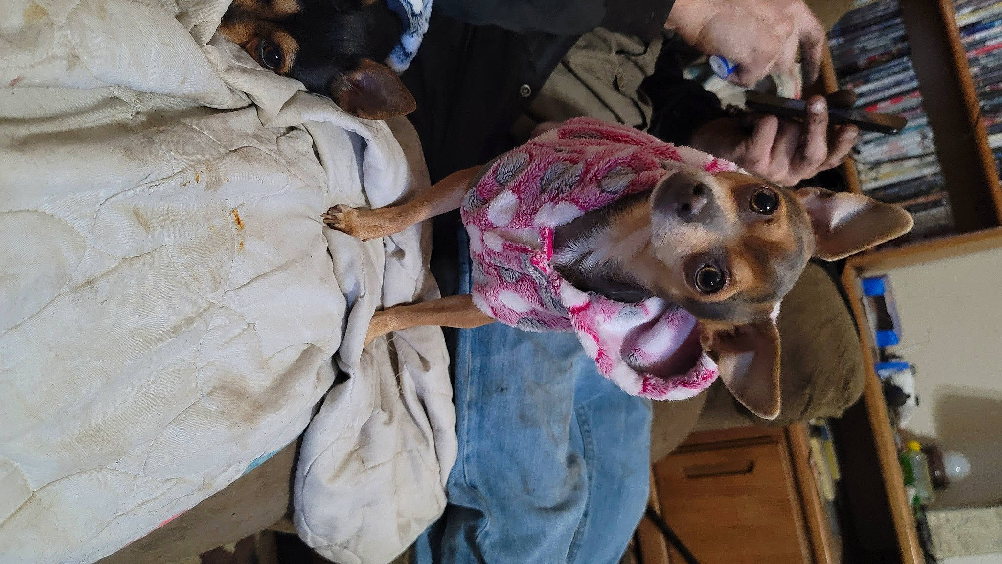 Tuffy joined the competition — help win amazing prizes! canidae, carnivore, collar, companion_dog, dog, dog_breed, ear, eyewear, fashion_accessory, fawn, fun, fur, gesture, hand, jaw, smile, snout, sporting_group, whiskers, working_animal