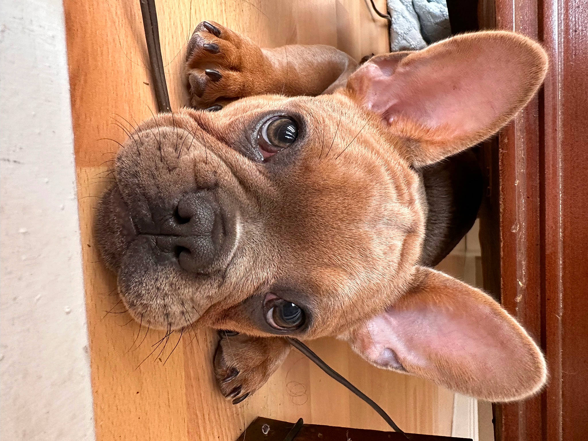 Draco joined the competition — help win amazing prizes! canidae, carnivore, collar, comfort, companion_dog, dog, dog_breed, dog_collar, ear, fawn, fur, liver, non_sporting_group, snout, sporting_group, whiskers, window, wood, working_animal, wrinkle