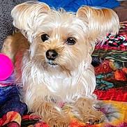 Sassy is registered to the contest to win money with this photo: dog, pet, fluffy, light_brown, toy, pink, blanket, multicolored, indoor, cute, small_dog, fur, relaxed, companion, animal, laying, cozy, home, friendly, portrait