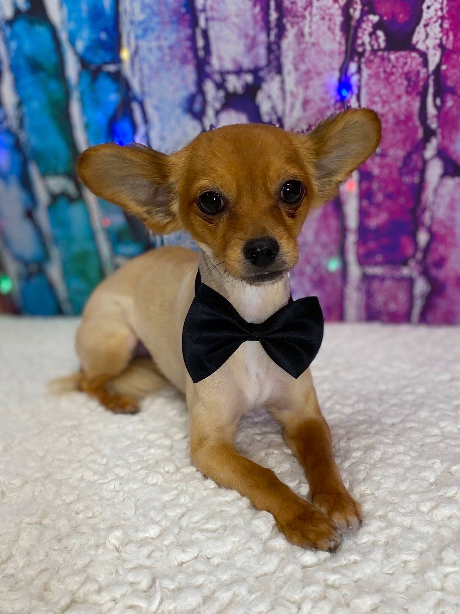 Tiny Dwag joined the competition — help win amazing prizes! canidae, carnivore, chihuahua, companion_dog, dog, dog_breed, dog_clothes, dog_supply, fawn, fur, paw, prazsky_krysarik, russkiy_toy, snout, sporting_group, terrestrial_animal, terrier, toy_dog, whiskers, working_animal