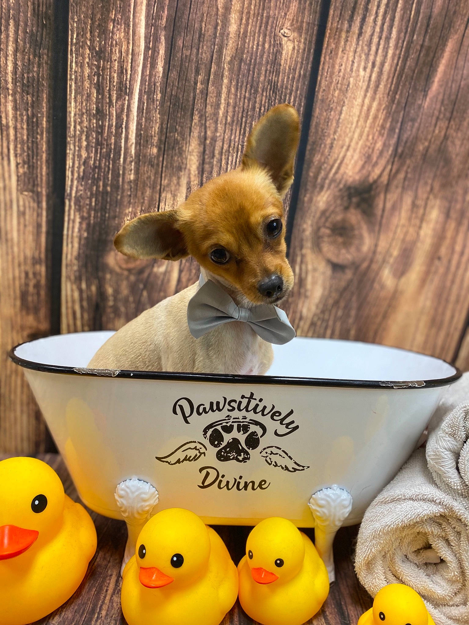 Tiny Dwag is registered to the contest to win money with this photo: animal_feed, bath_toy, bird, bowl, carnivore, cat_supply, companion_dog, dishware, dog, dog_breed, dog_supply, food, pet_food, pet_supply, serveware, small_animal_food, tableware, toy, vertebrate, yellow