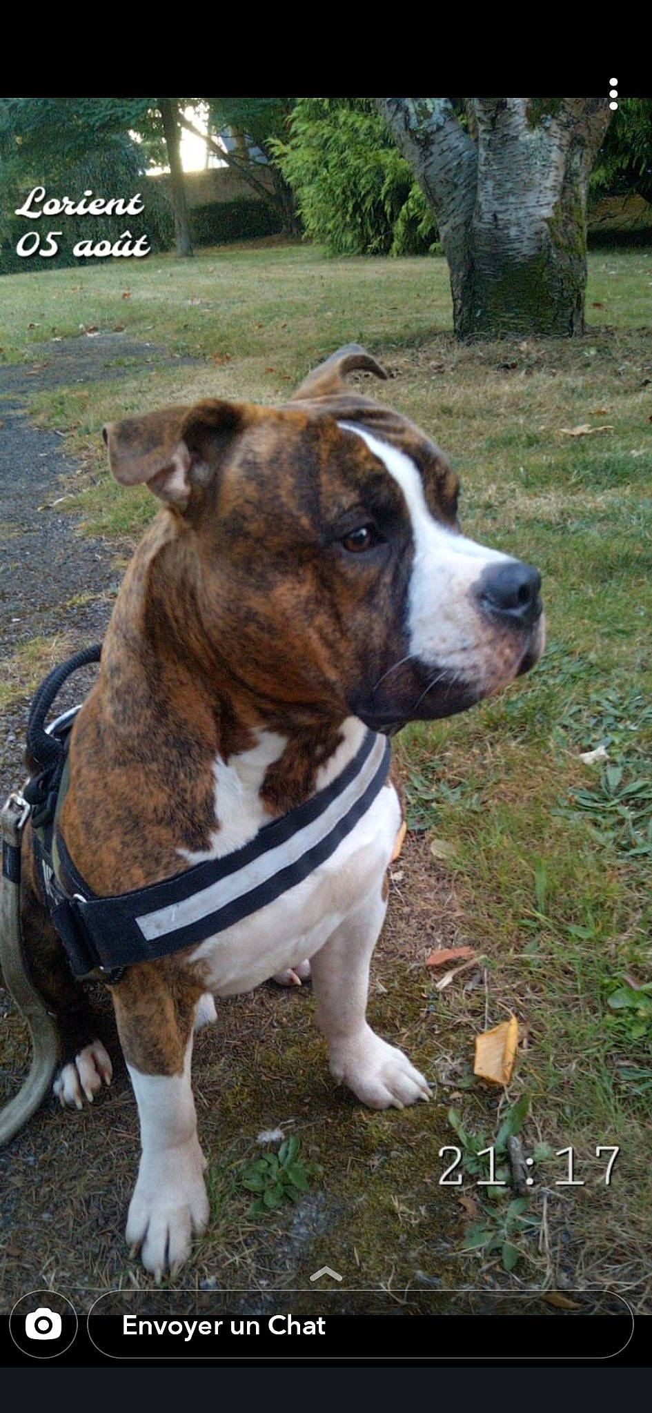 Guizmo a rejoint le concours — aidez-le/la à gagner de superbes lots ! american_bulldog, american_pit_bull_terrier, american_staffordshire_terrier, ancient_dog_breeds, bulldog, canidae, carnivore, catahoula_bulldog, dog, dog_breed, fawn, mammal, non_sporting_group, pit_bull, rare_breed_dog, snout, sporting_group, staffordshire_bull_terrier, valley_bulldog, vertebrate