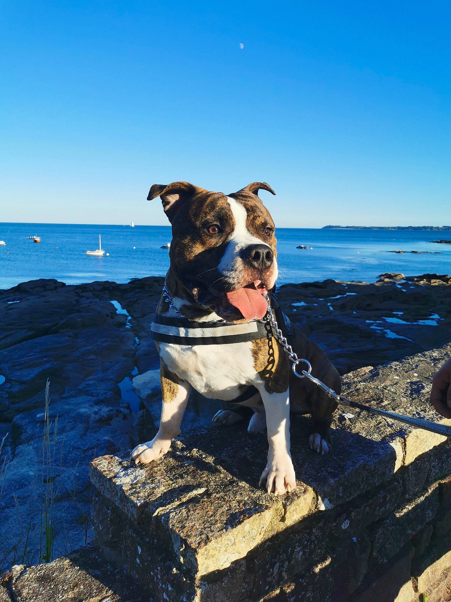 Guizmo participe au concours pour gagner de l'argent avec cette photo : adventure, american_bulldog, american_pit_bull_terrier, american_staffordshire_terrier, beach, canidae, carnivore, coast, dog, dog_breed, mountain, non_sporting_group, ocean, olde_english_bulldogge, rock, sea, shore, sky, sporting_group, staffordshire_bull_terrier