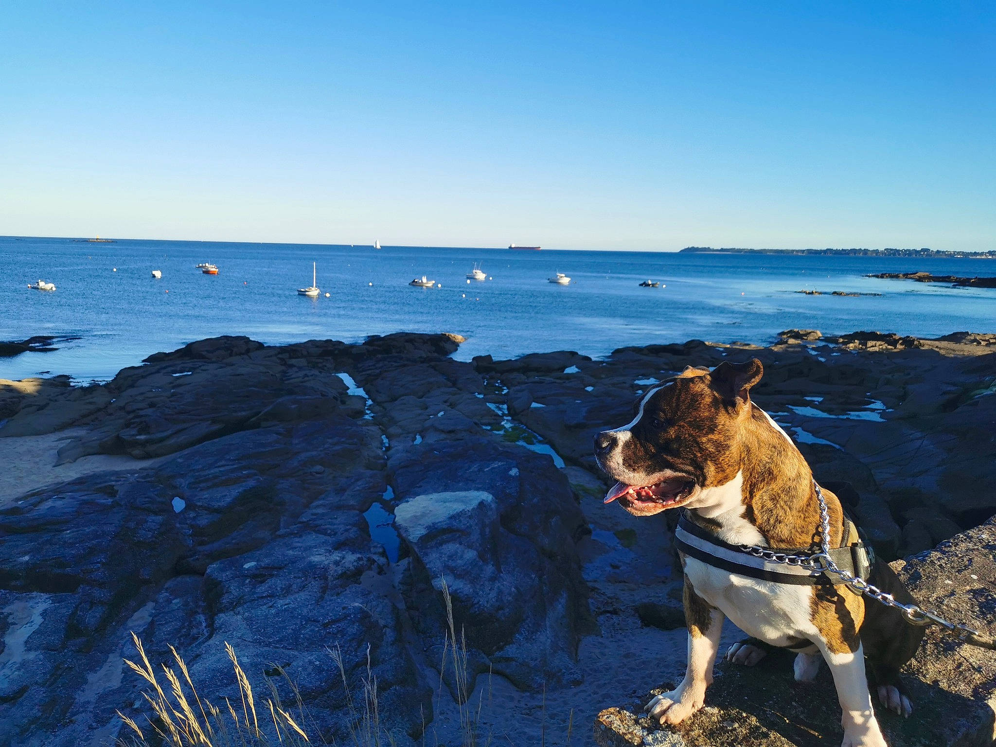 Guizmo participe au concours pour gagner de l'argent avec cette photo : american_staffordshire_terrier, beach, canidae, carnivore, coast, coastal_and_oceanic_landforms, dog, dog_breed, fawn, mountain, ocean, promontory, rock, sea, shore, sky, sporting_group, vacation, water, working_dog