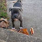 Ash Caldwell is registered to the contest to win money with this photo: puppy, dog, animal, pet, outdoor, sidewalk, concrete, leaves, fall, autumn, curious, young, gray_coat, white_paws, nature, small, cute, walking, grass, front_view