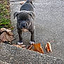 puppy, dog, animal, pet, outdoor, sidewalk, concrete, leaves, fall, autumn, curious, young, gray_coat, white_paws, nature, small, cute, walking, grass, front_view