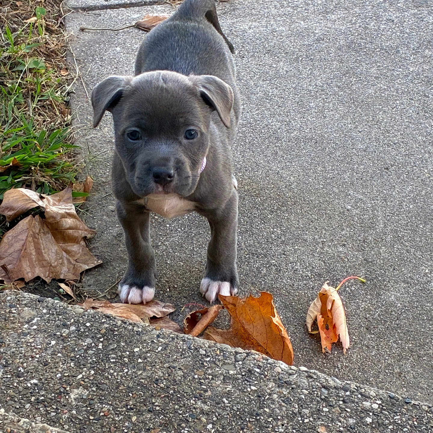 Ash Caldwell is registered to the contest to win money with this photo: animal, autumn, concrete, curious, cute, dog, fall, front_view, grass, gray_coat, leaves, nature, outdoor, pet, puppy, sidewalk, small, walking, white_paws, young