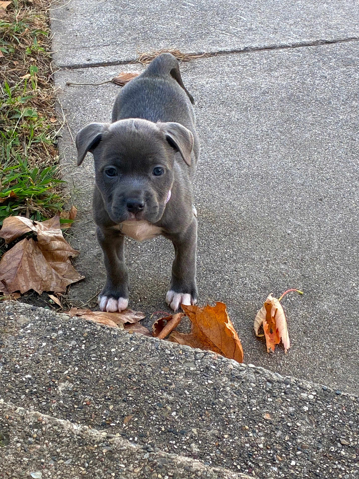 Ash Caldwell is registered to the contest to win money with this photo: puppy, dog, animal, pet, outdoor, sidewalk, concrete, leaves, fall, autumn, curious, young, gray_coat, white_paws, nature, small, cute, walking, grass, front_view