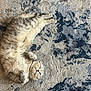 cat, pet, grey_cat, tabby, lying_down, belly_up, paws, whiskers, rug, carpet, indoor, cozy, relaxed, sleeping, furry, close_up, textured_background, chair_wheel, home, adorable
