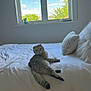 Snow Finkelstein is registered to the contest to win money with this photo: cat, pet, bed, bedding, pillow, window, sky, clouds, tree, sunlight, indoor, cozy, fur, relaxed, lounging, cute, animal, portrait, white_bed, home