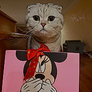 Snow Finkelstein is registered to the contest to win money with this photo: cat, scottish_fold, pet, big_eyes, whiskers, pink_box, minnie_mouse, red_bow, gift_box, indoor, wooden_stairs, portrait, close_up, curious, cartoon, ribbon, hardwood_floor, soft_lighting, cute, domestic