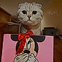 cat, scottish_fold, pet, big_eyes, whiskers, pink_box, minnie_mouse, red_bow, gift_box, indoor, wooden_stairs, portrait, close_up, curious, cartoon, ribbon, hardwood_floor, soft_lighting, cute, domestic