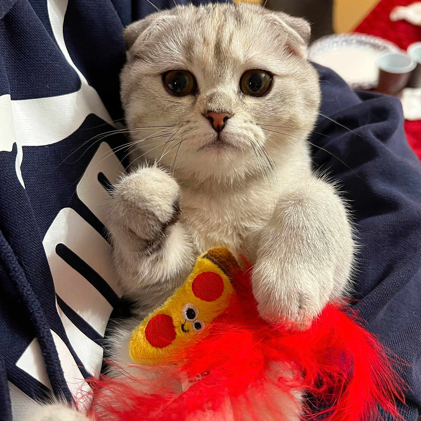 Snow Finkelstein is registered to the contest to win money with this photo: adorable, big_eyes, cat, close_up, clothing, cup, feather_toy, hand, hoodie, indoor, kitten, paws, pet, plate, portrait, red_feather, scottish_fold, tableware, toy, whiskers