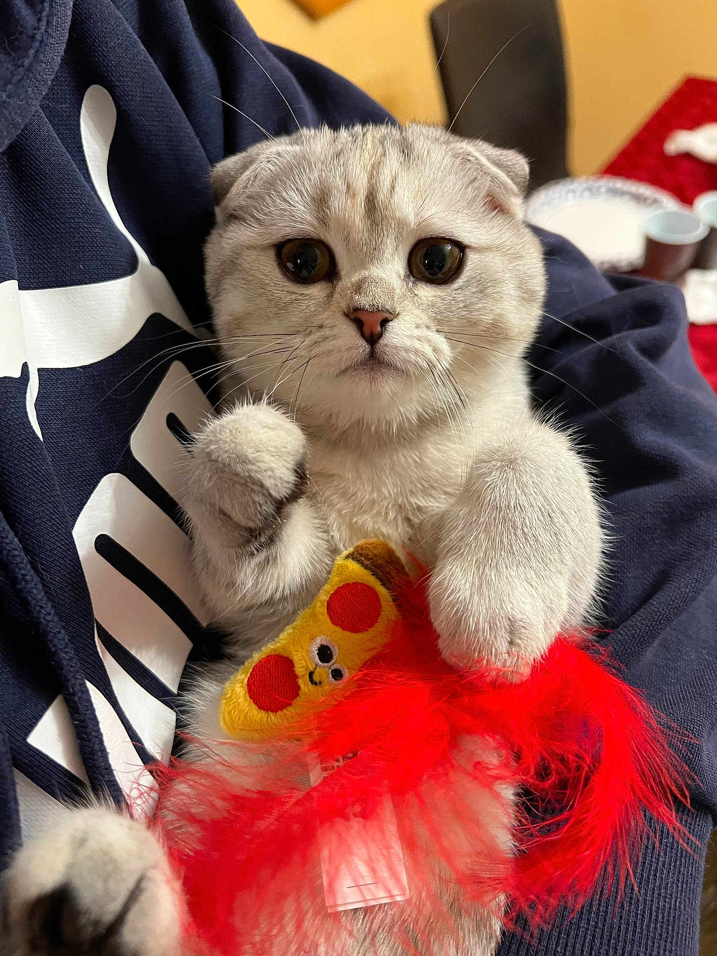 Snow Finkelstein is registered to the contest to win money with this photo: kitten, cat, pet, scottish_fold, toy, feather_toy, red_feather, paws, whiskers, big_eyes, hoodie, clothing, hand, close_up, indoor, tableware, plate, cup, adorable, portrait