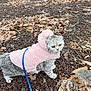Snow Finkelstein joined the competition — help win amazing prizes! cat, feline, scottish_fold, pink_jacket, leash, outdoor, autumn_leaves, leaf_litter, rocks, ground, fur, yellow_eyes, cute, pet, walking, hoodie, small_animals, portrait, whiskers, curious