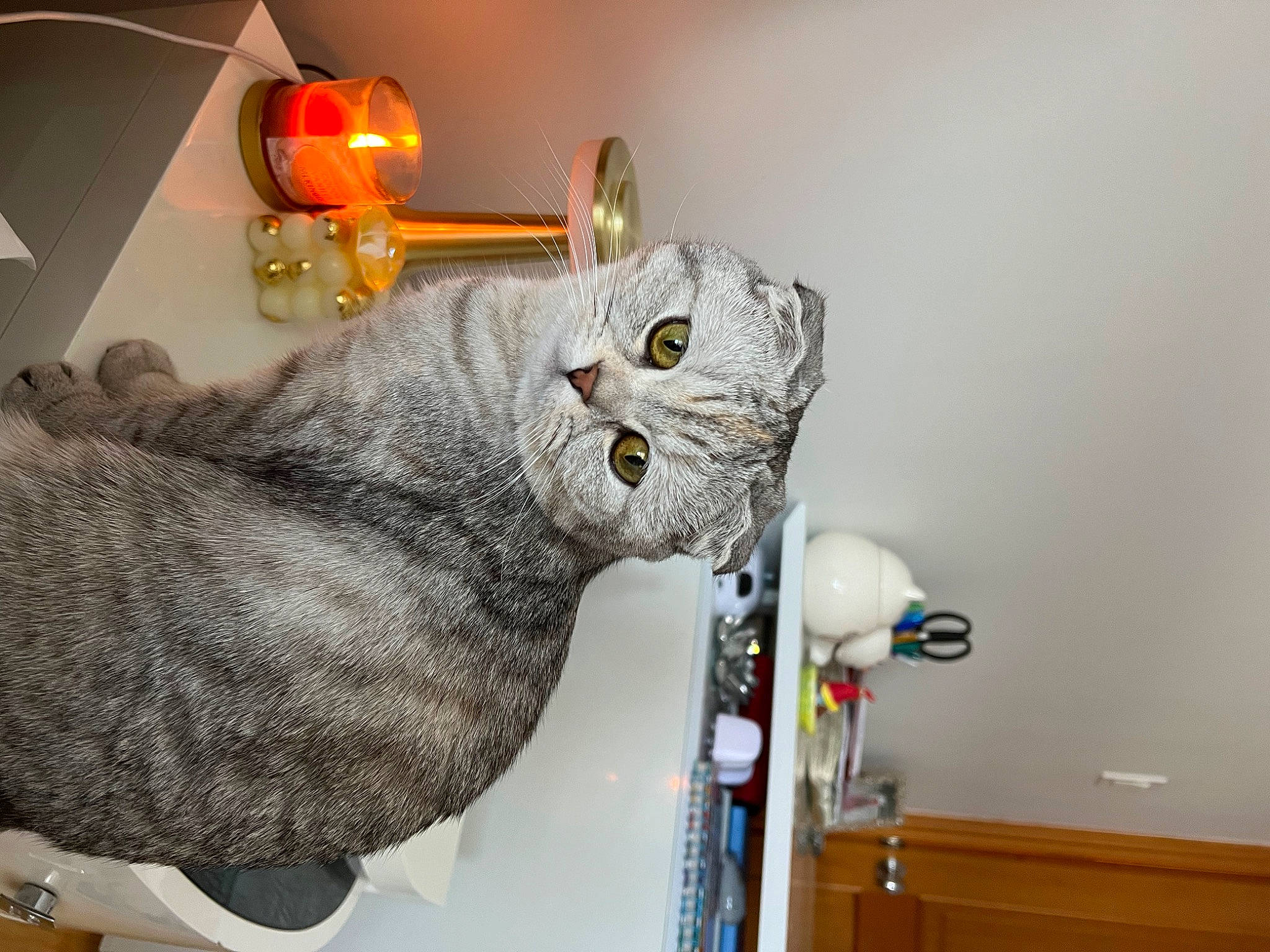 Snow is registered to the contest to win money with this photo: bookcase, cat, domestic_short_haired_cat, felidae, fur, room, shelf, shelving, small_to_medium_sized_cats, stuffed_toy, tail, whiskers