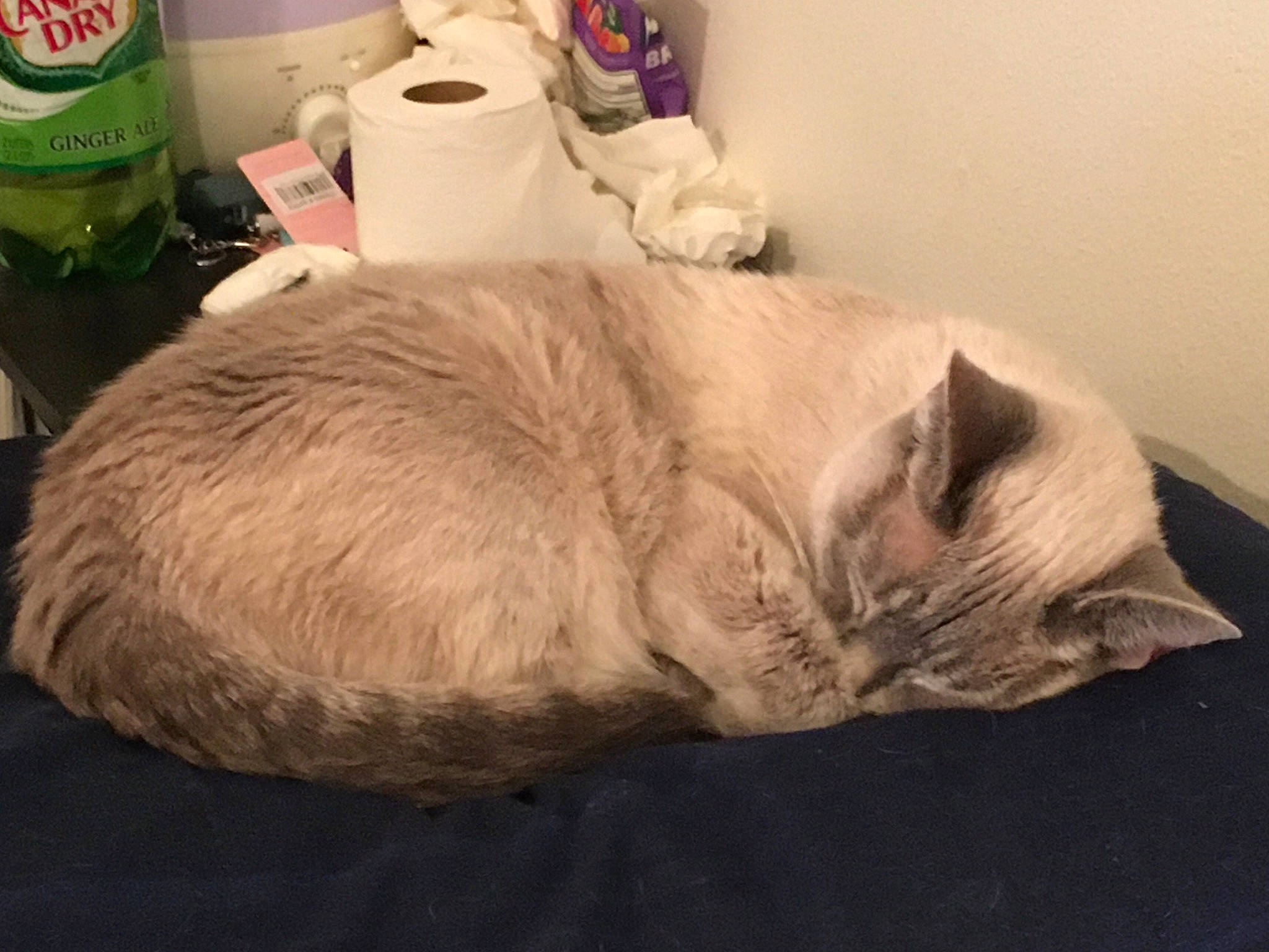 Gyspy joined the competition — help win amazing prizes! bed, carnivore, cat, cat_bed, coffee_cup, comfort, cup, domestic_short_haired_cat, duvet, fawn, felidae, fur, kitchen_appliance, linens, paw, small_to_medium_sized_cats, snout, tableware, tail, whiskers