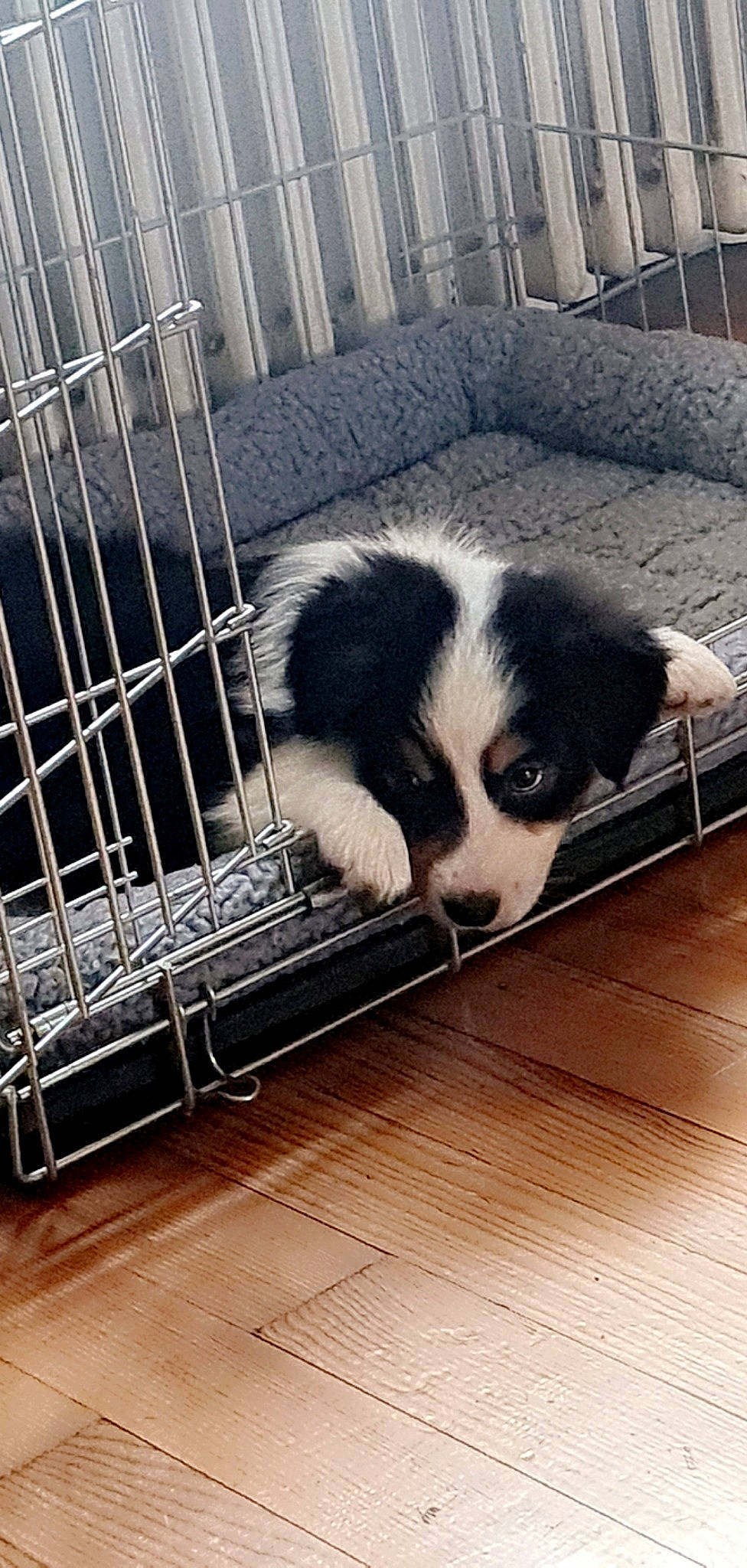 Patou a rejoint le concours — aidez-le/la à gagner de superbes lots ! animal_feed, animal_shelter, carnivore, cloud, companion_dog, dog, dog_breed, dog_crate, flooring, fur, hardwood, metal, pet_supply, service, sky, snout, terrestrial_animal, whiskers, wood, working_animal