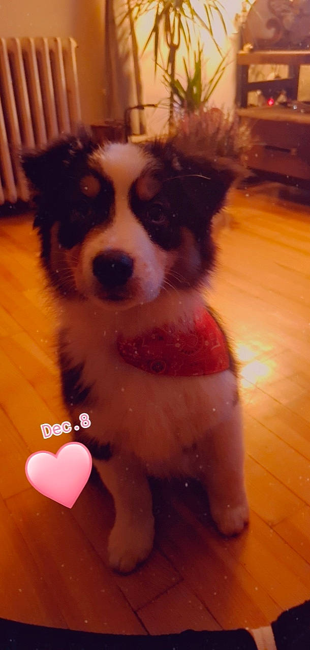 Patou a rejoint le concours — aidez-le/la à gagner de superbes lots ! cabinetry, canidae, carnivore, companion_dog, dog, dog_breed, dog_supply, drawer, fawn, flooring, fur, hardwood, herding_dog, houseplant, snout, sporting_group, toy_dog, whiskers, wood, working_animal