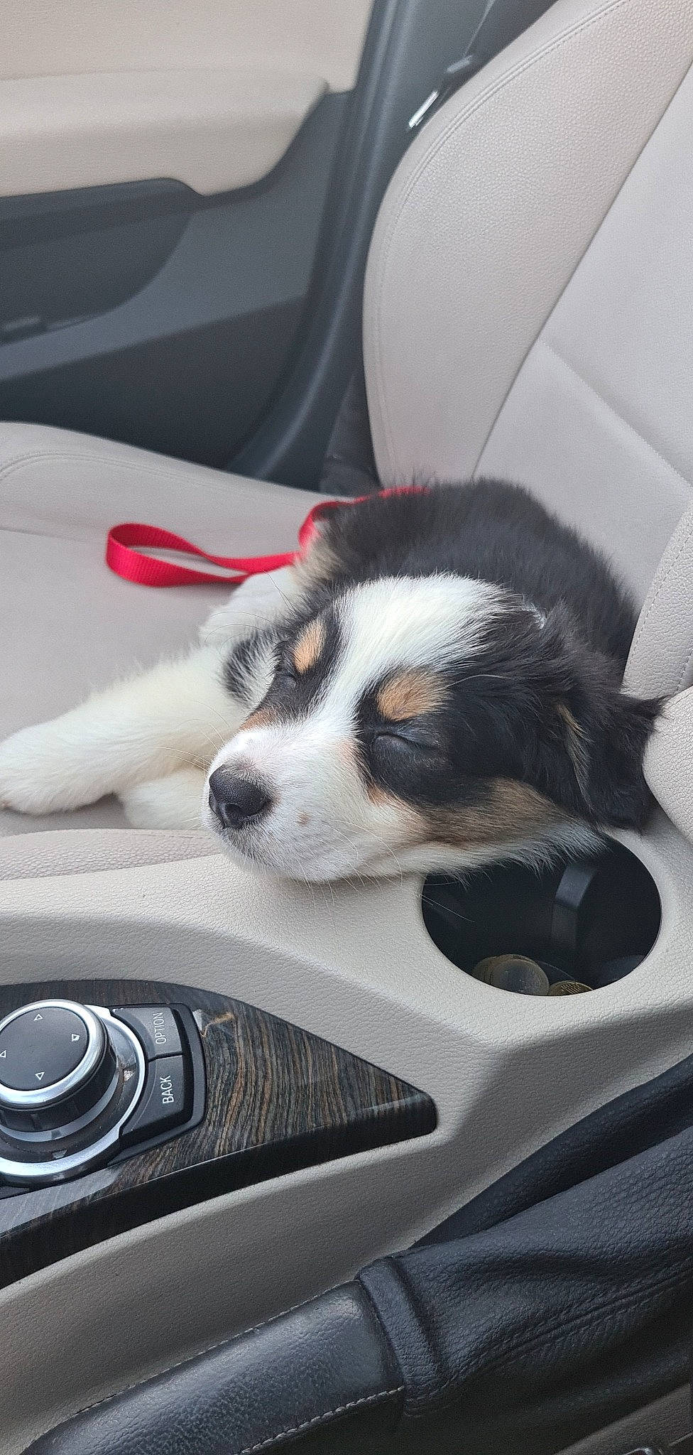 Patou participe au concours pour gagner de l'argent avec cette photo : auto_part, automotive_design, automotive_exterior, automotive_lighting, automotive_mirror, automotive_tire, bumper, car, carnivore, companion_dog, dog, dog_breed, fender, hood, motor_vehicle, rim, vehicle, vehicle_door, white, windscreen_wiper