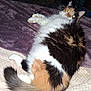 Callie is registered to the contest to win money with this photo: animal, bed, blanket, calico, cat, cozy, cute, domestic, fluffy, fur, indoor, mammal, paw, pet, quilt, relaxed, resting, sleepy, tail, whiskers