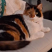 Callie joined the competition — help win amazing prizes! animal, calico, cat, closeup, companion, curious, cute, ears, eyes, feline, fur, home, indoor, lying_down, mammal, pet, relaxed, soft, tail, whiskers