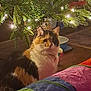 Callie is registered to the contest to win money with this photo: animal, calico_cat, cat, christmas_lights, christmas_tree, colorful, cozy, decorations, domestic_animal, feline, festive, floor, fur, holiday, indoor, night, ornaments, pet, toy, tree_branches
