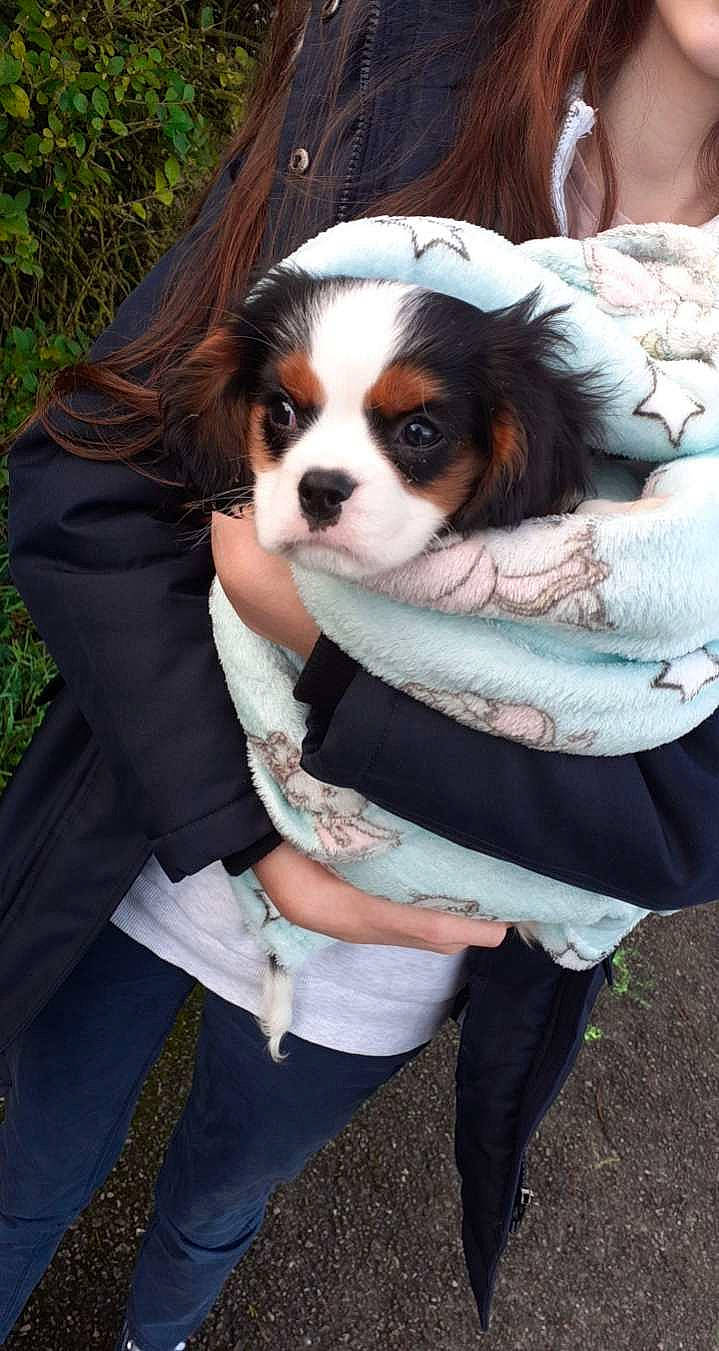 Saïko participe au concours pour gagner de l'argent avec cette photo : canidae, carnivore, cavalier_king_charles_spaniel, companion_dog, dog, dog_breed, dog_supply, event, fawn, formal_wear, fur, grass, king_charles_spaniel, plant, snout, spaniel, sporting_group, terrestrial_animal, toy, toy_dog