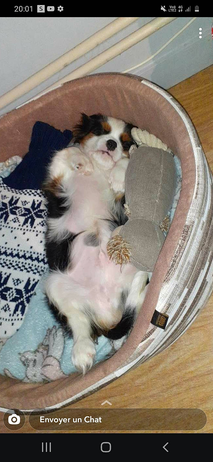 Saïko participe au concours pour gagner de l'argent avec cette photo : canidae, carnivore, cat_supply, cavalier_king_charles_spaniel, comfort, companion_dog, dog, dog_breed, dog_supply, fawn, fur, gun_dog, king_charles_spaniel, non_sporting_group, paw, pet_supply, puppy, sporting_group, toy_dog, working_animal