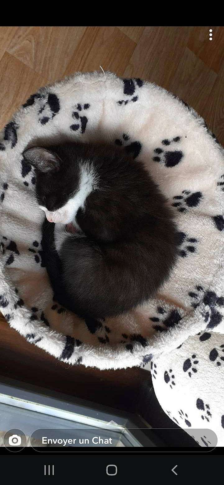 Vanille a rejoint le concours — aidez-le/la à gagner de superbes lots ! carnivore, cat, cat_bed, cat_supply, claw, comfort, domestic_short_haired_cat, fawn, felidae, fur, grey, pattern, pet_supply, small_to_medium_sized_cats, snout, tail, terrestrial_animal, textile, toy, whiskers